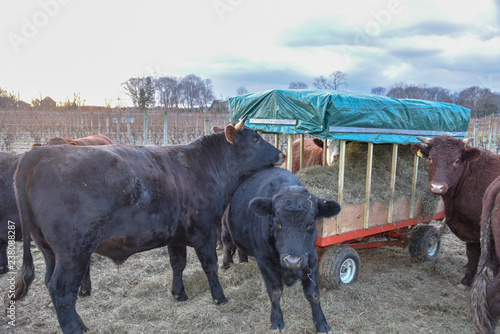 Cows Eating Hay