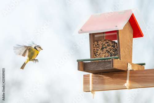 Help for small city birds to survive during winter season with a balcony bird feeder, closeup, details