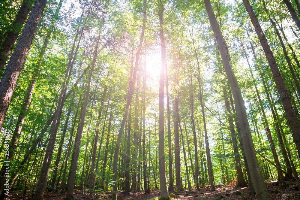 Fototapeta premium Słońce przeświecające przez drzewa