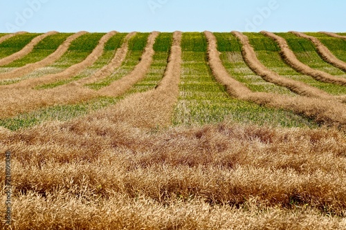 Rows of harvested grain in farm field
