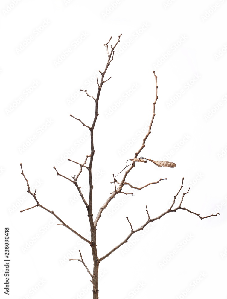 Dry branch isolated on white background