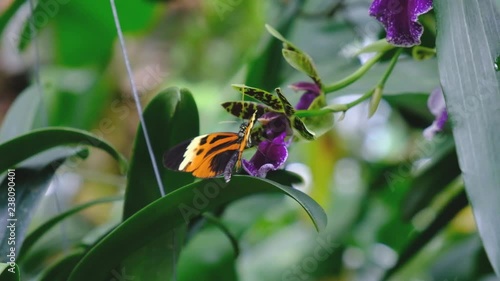 Colorful Butterfly - An orange color butterfly feeding on purple flowers in a Summer garden. 4K video.