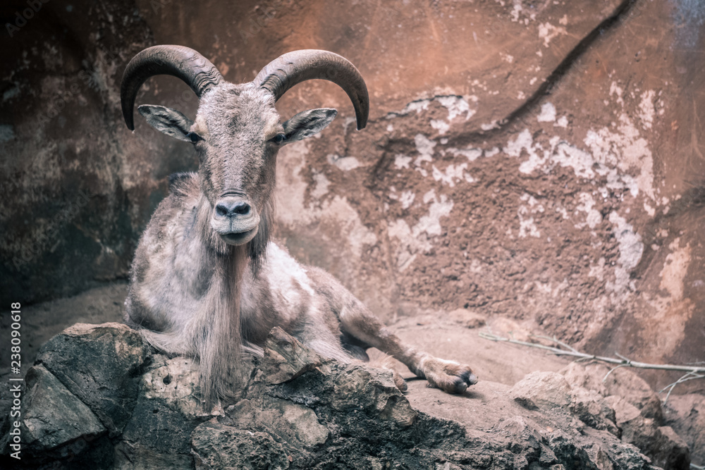 goat goat