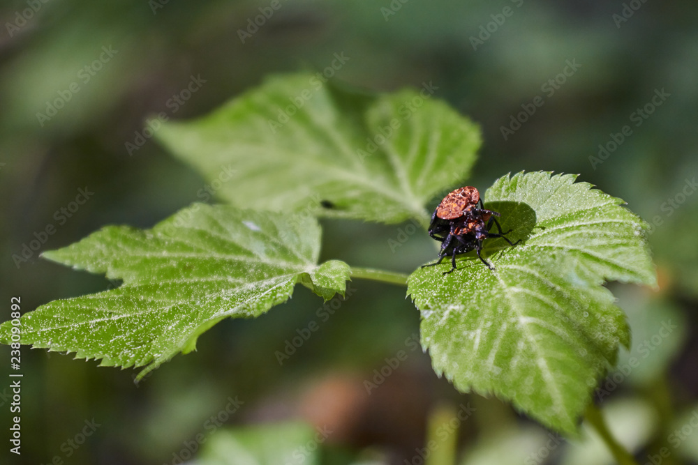 ladybug on a leaf ladybug on a leaf