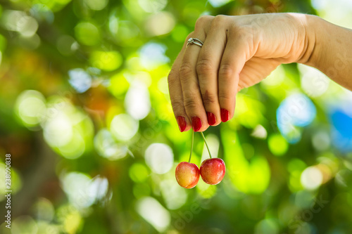 Woman hands holding cherry fruits.