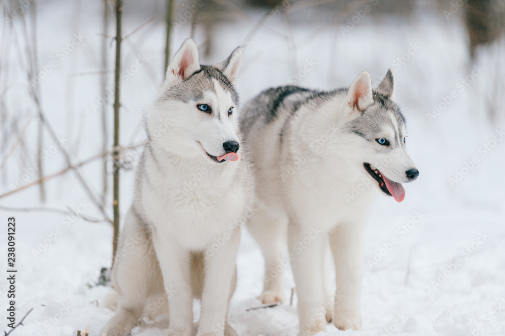 Two siberian husky puppies with multicolored eyes playing together in snow. Beautiful breeding white funny dogs walking in winter forest. Domestic animals friendship. Animals relationship. Pet family