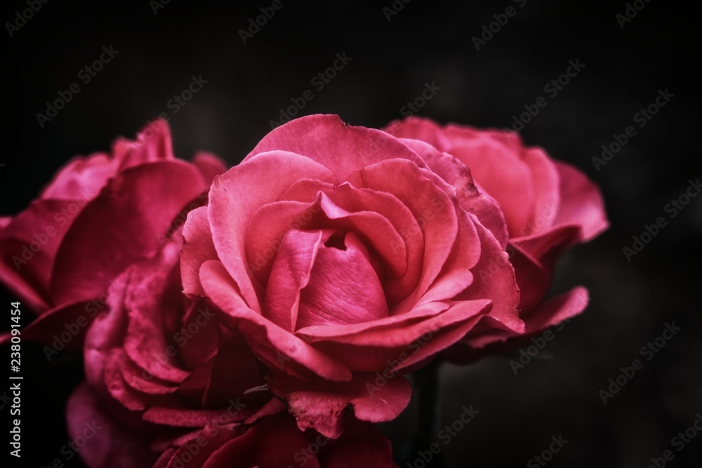 ROSA ROJA SOBRE FONDO OSCURO ROSA ROJA SOBRE FONDO OSCURO