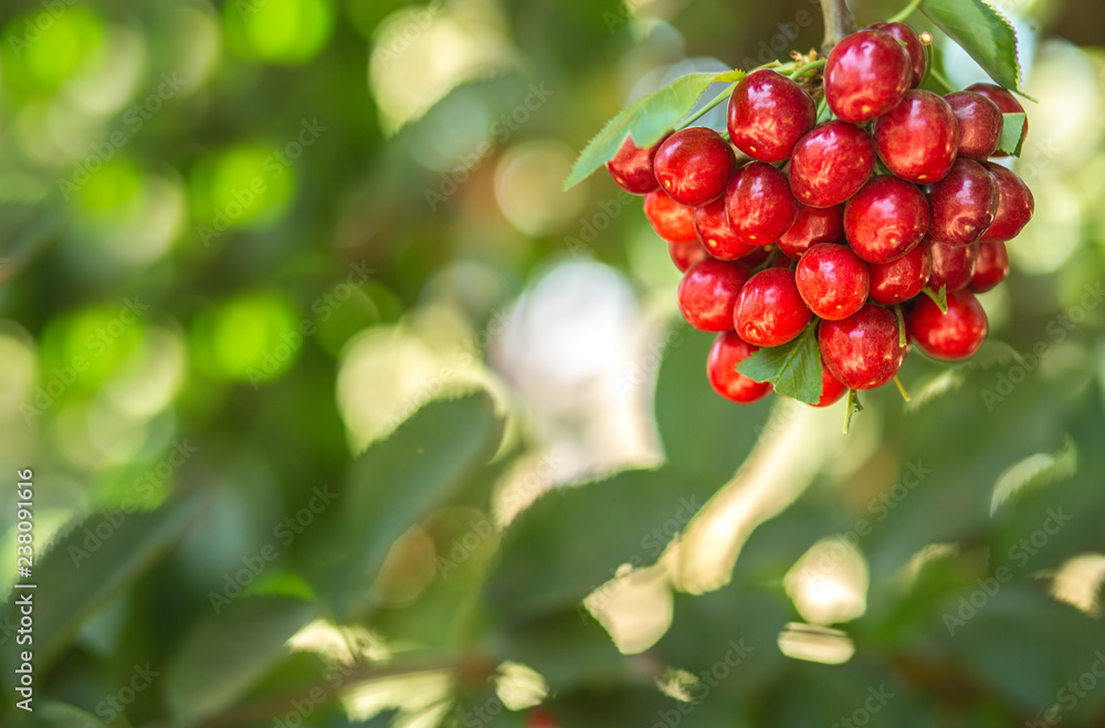 Sweet cherry fruits on the tree background. Sweet cherry fruits on the tree background.