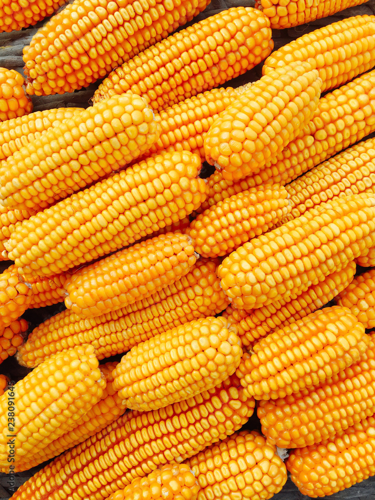 Yellow fresh and sweet corn for food processing Yellow fresh and sweet corn for food processing