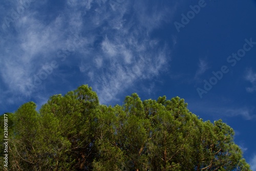 pine trees under a perfect sky