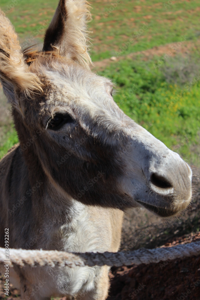 Fototapeta premium Portrait of a Donky