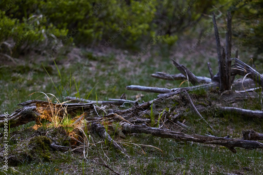 tree in the forest