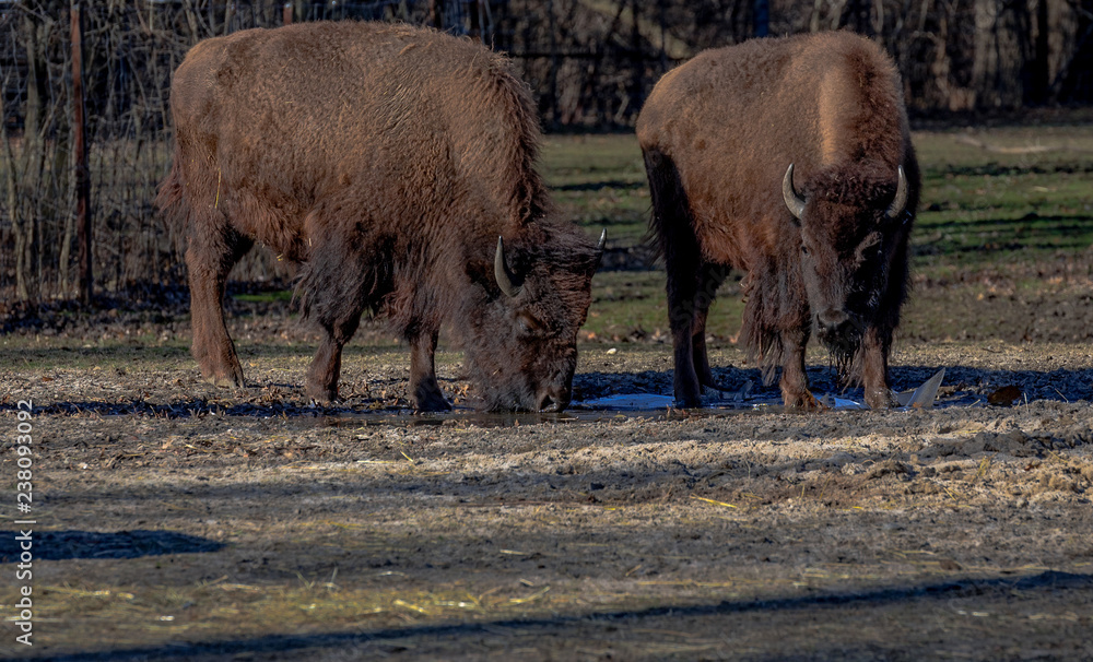 Pair of American Buffalo Drinking from a Small Puddle Pair of American Buffalo Drinking from a Small Puddle