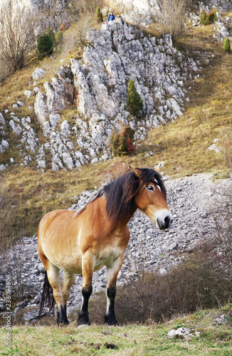 Domestic horese grazing in the mountains photo