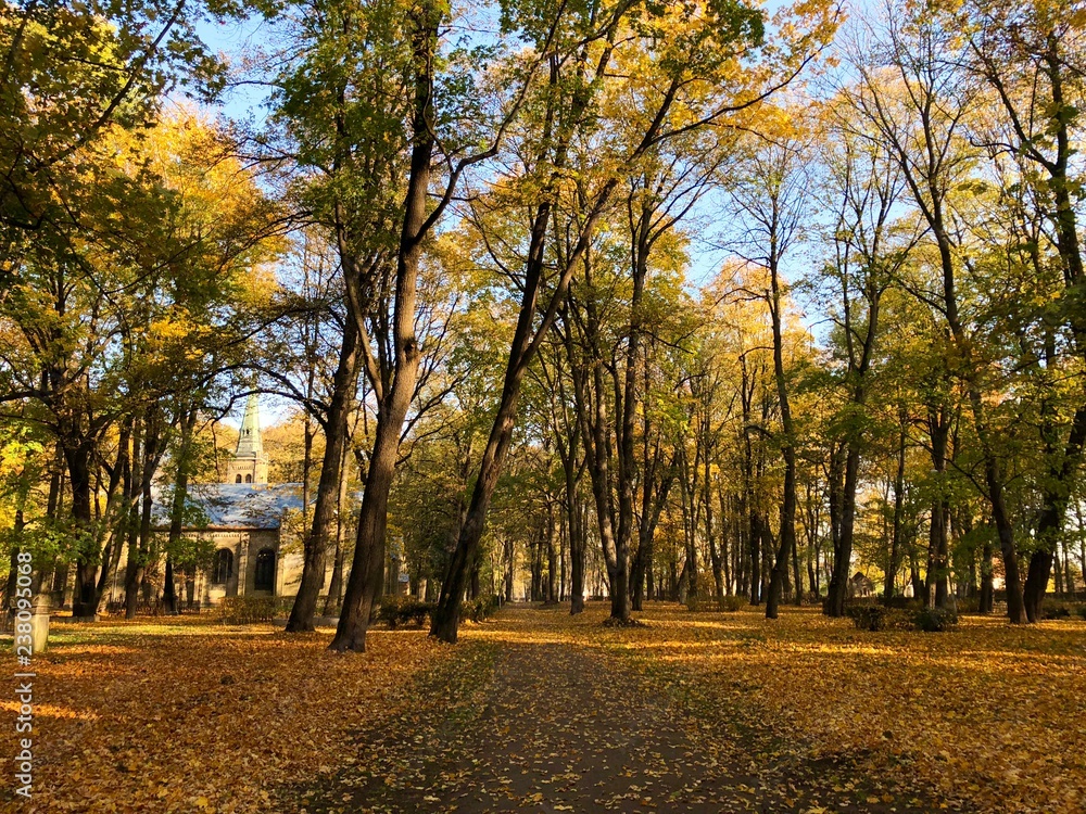 Naklejka premium Asphalt road and yellow foliage in an old park on an autumn morning