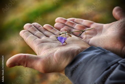 Man hands holding a beautiful blue campanula flower covered with water drop on mountains background. © ala