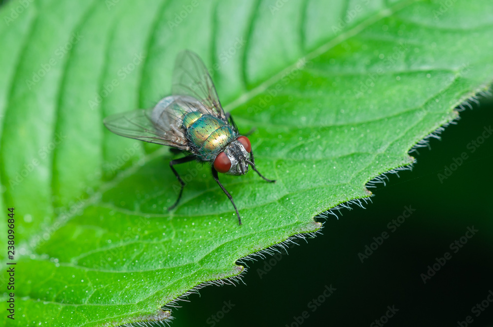 Green bottle fly sitting on a green leaf. Green bottle fly sitting on a green leaf.