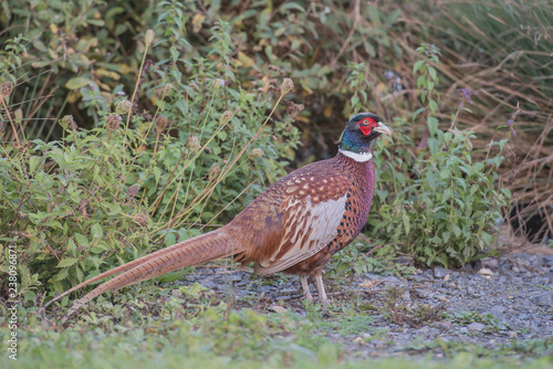 Pheasant on the ground