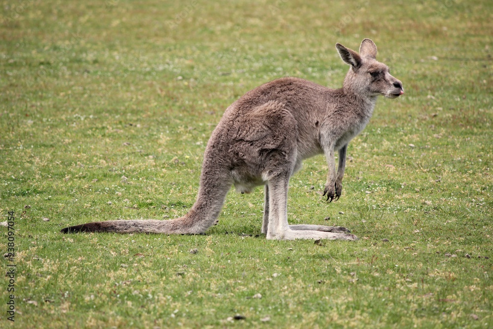 Funny kangaroo sticking tongue out in Australia Funny kangaroo sticking tongue out in Australia