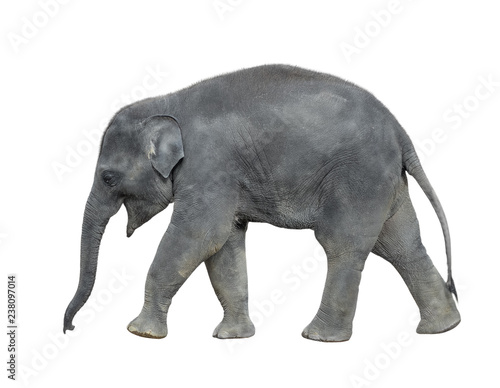 Walking baby elephant isolated on white background. Standing elephant full length close up. Female Asian grey elephant.