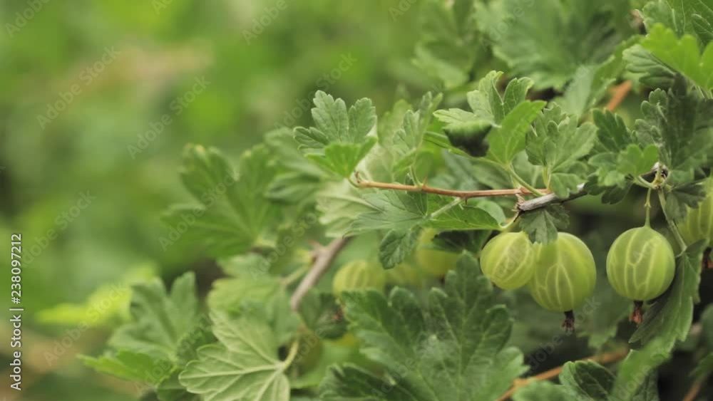 Green Gooseberries. Growing Organic Berries Closeup On A Branch Of Gooseberry Bush. Ripe Gooseberry In Fruit Garden Green Gooseberries. Growing Organic Berries Closeup On A Branch Of Gooseberry Bush. Ripe Gooseberry In Fruit Garden