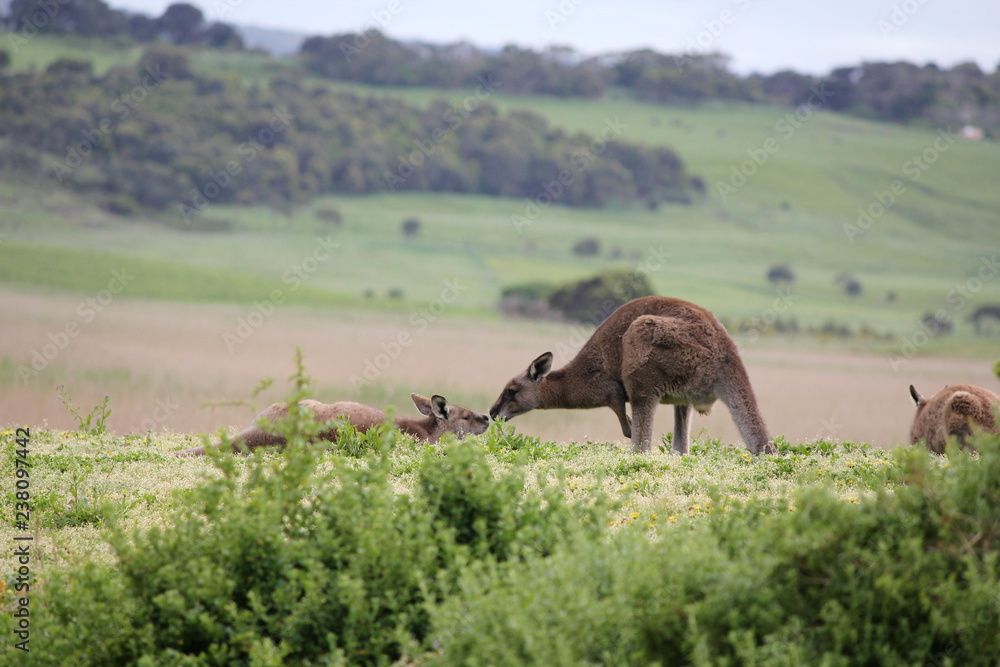 Fototapeta premium Cute kangaroo kiss in Australia