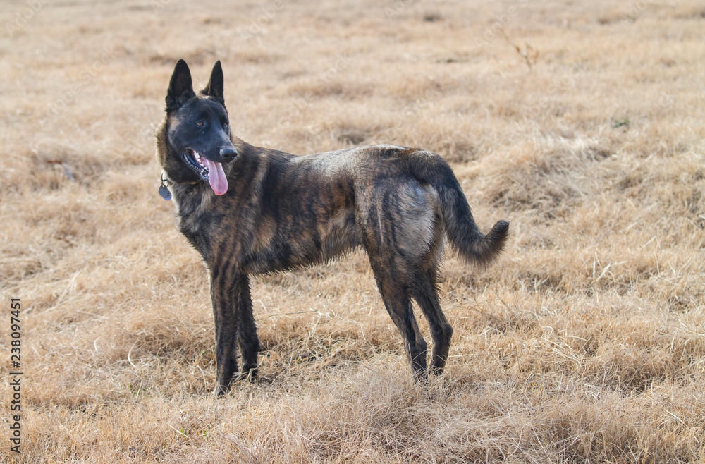 Dutch Shepherd purebred dog panting outdoors, wearing a collar Dutch Shepherd purebred dog panting outdoors, wearing a collar