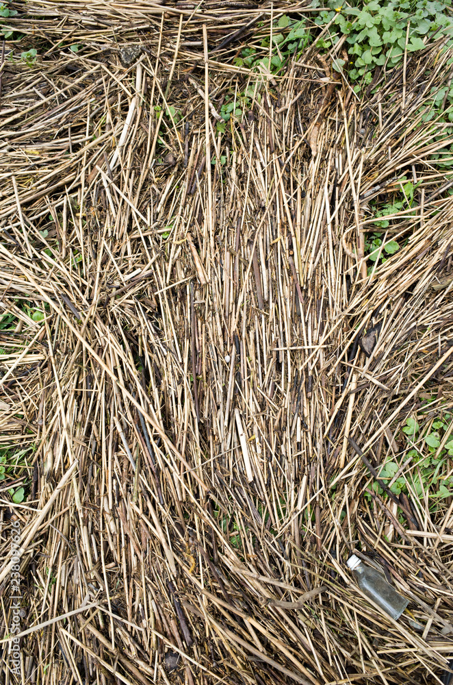 grass on the ground grass on the ground