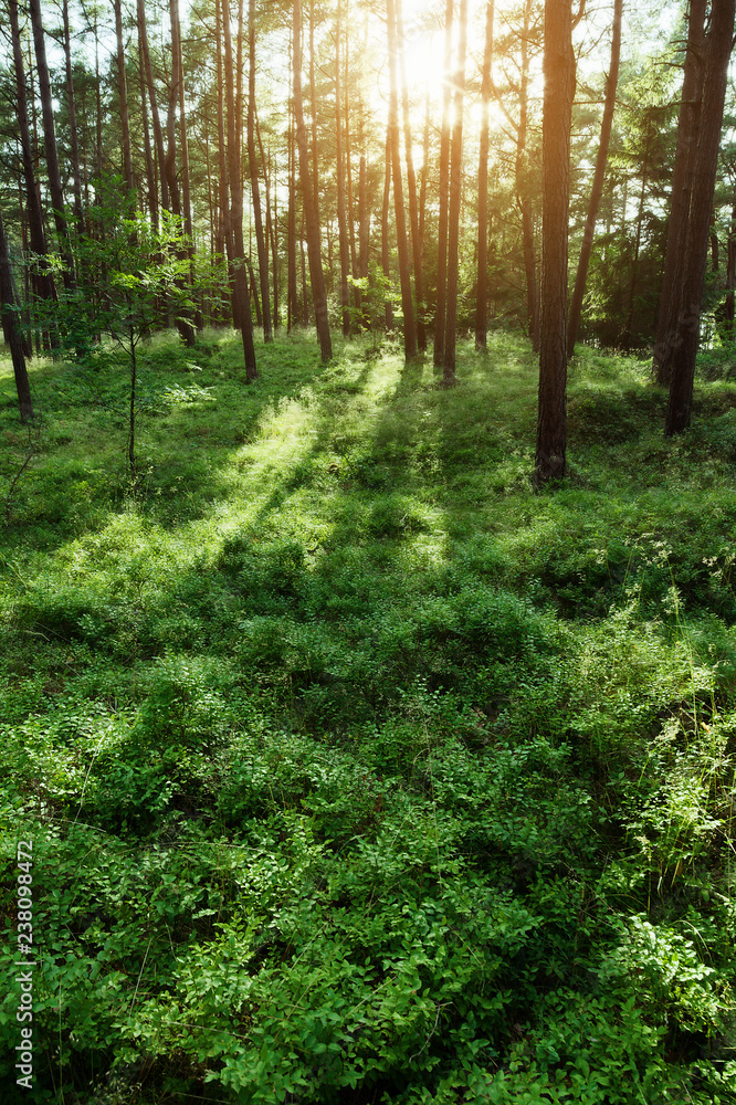 Obraz premium Pine forest at sunrise. Evergreen pinewood with Scots or Scotch pine Pinus sylvestris trees backlit by the sun and green bilberry plants on the forest floor in Pomerania, Poland.