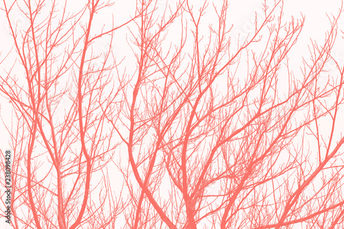 Living Coral Abstract Background
