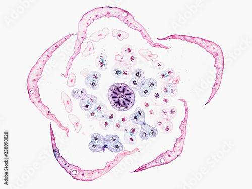 gaylussacia huckeberry flower bud - cross section cut under the microscope – microscopic view of plant cells for botanic education photo