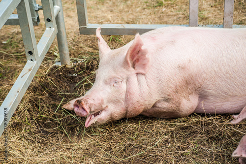 Pig at pig farm. Pig portrait.
