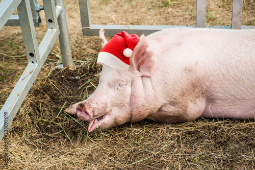 Pig at pig farm. Pig in Santa Claus hat