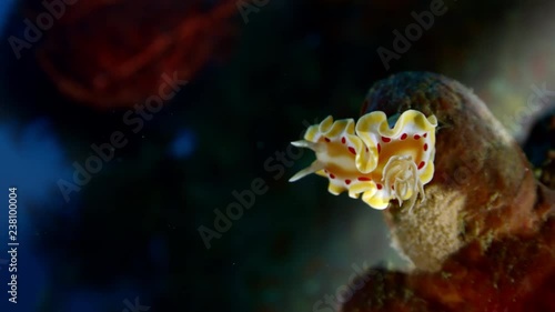 A Blood Spot Nudibranch, Ardeadoris cruenta is sitting in a adark coral reef, Raja ampat, Indonesia photo