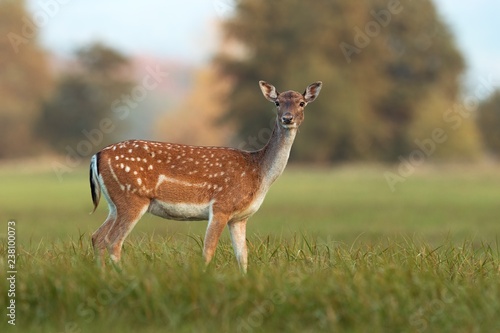 Female fallow deer, dama dama, in autumn colors. Detailed image of wild animal with blurred background. Wildlife scenery with cute mammal watching.