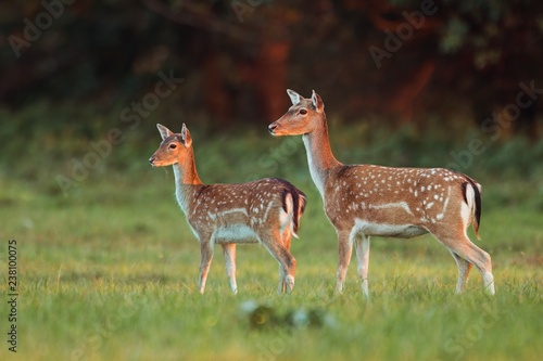 Doe and fawn fallow deer  dama dama  in autumn colors in last sunrays. Detailed image of two wild animals with blurred background. Wildlife scenery with cute mammals watching. Family concept.