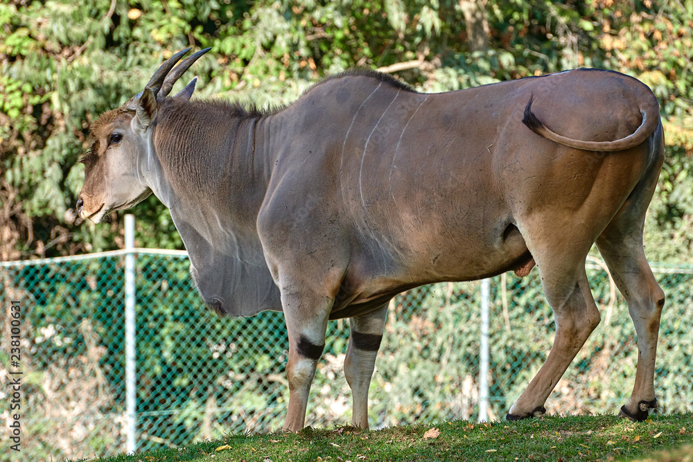Fototapeta premium Eland antelope(Taurotragus oryx)