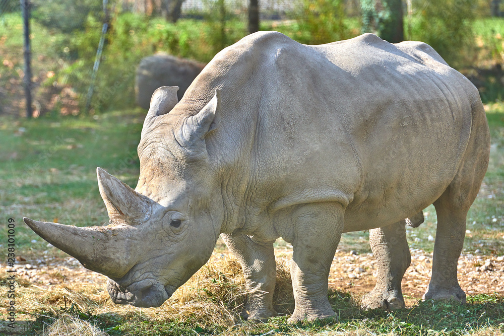 Obraz premium A white rhinoceros (Ceratotherium simum)