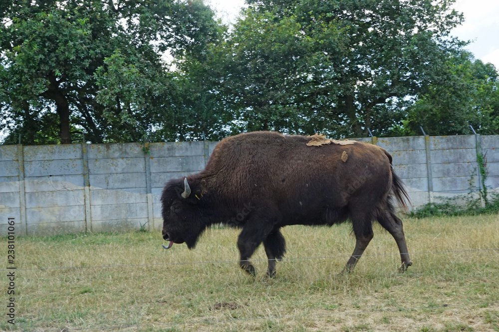 Bison Bison