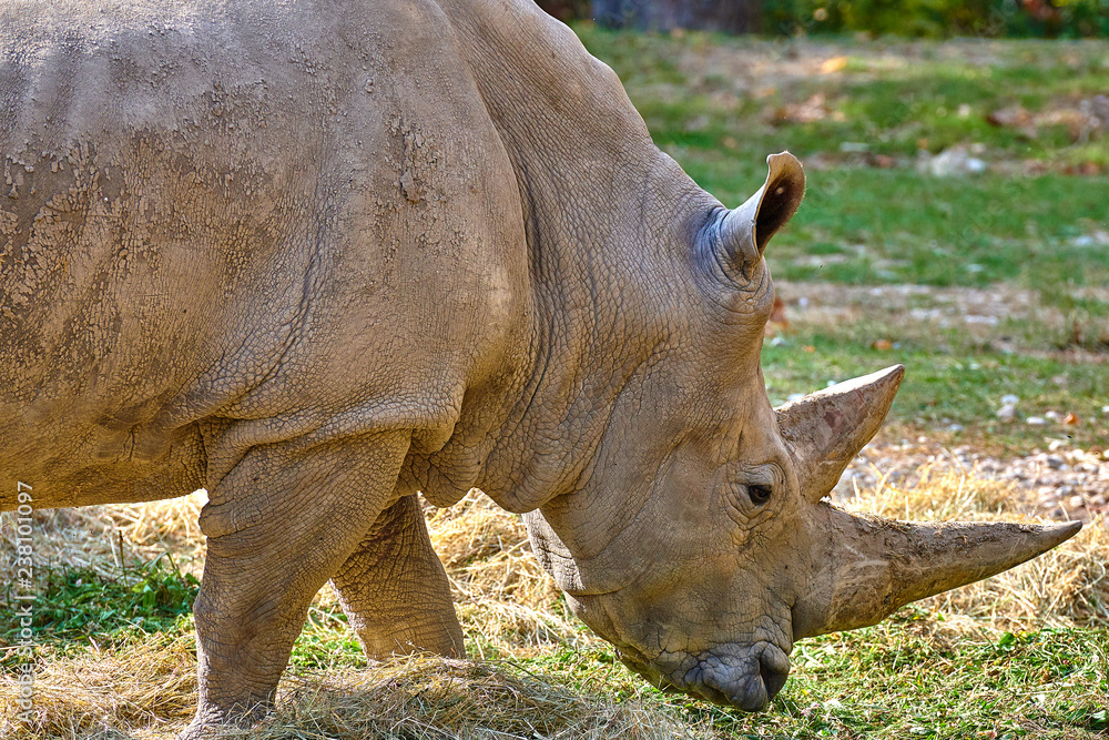 A white rhinoceros (Ceratotherium simum) A white rhinoceros (Ceratotherium simum)