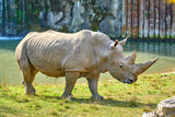 A white rhinoceros (Ceratotherium simum)