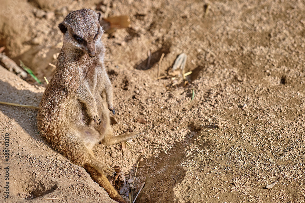 Obraz premium Meerkat, suricate (Suricata suricatta)