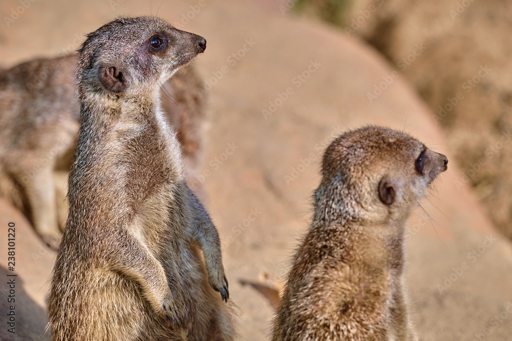 Fototapeta premium Meerkat, suricate (Suricata suricatta)