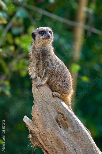 Meerkat, suricate (Suricata suricatta)