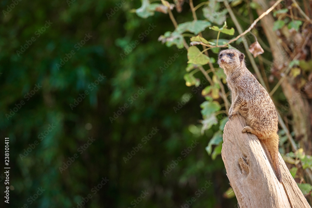 Meerkat, suricate (Suricata suricatta)