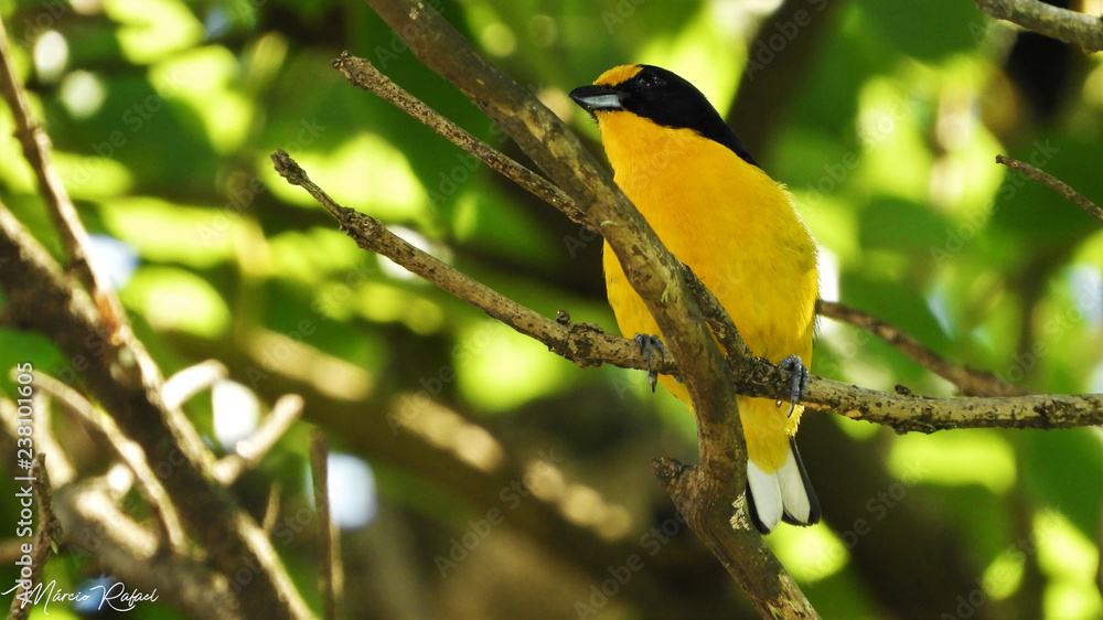 Naklejka premium Euphonia violacea Gatamuro verdadeiro 