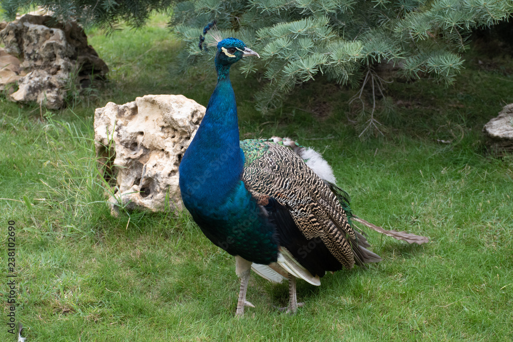 Peacock against the background of a fir-tree and a grass Peacock against the background of a fir-tree and a grass