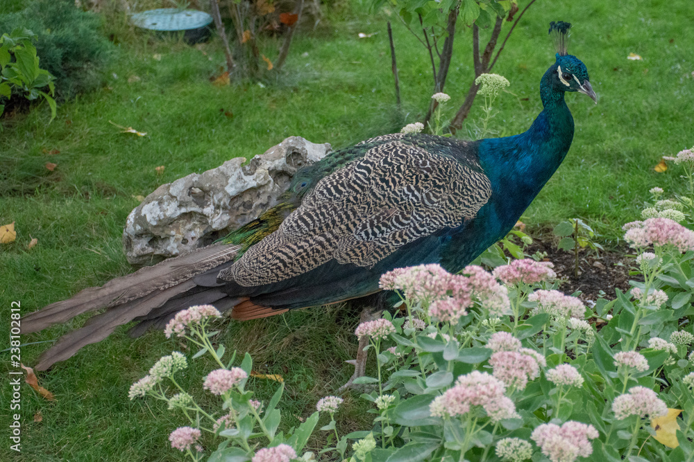 The peacock in flowers looks at the right The peacock in flowers looks at the right