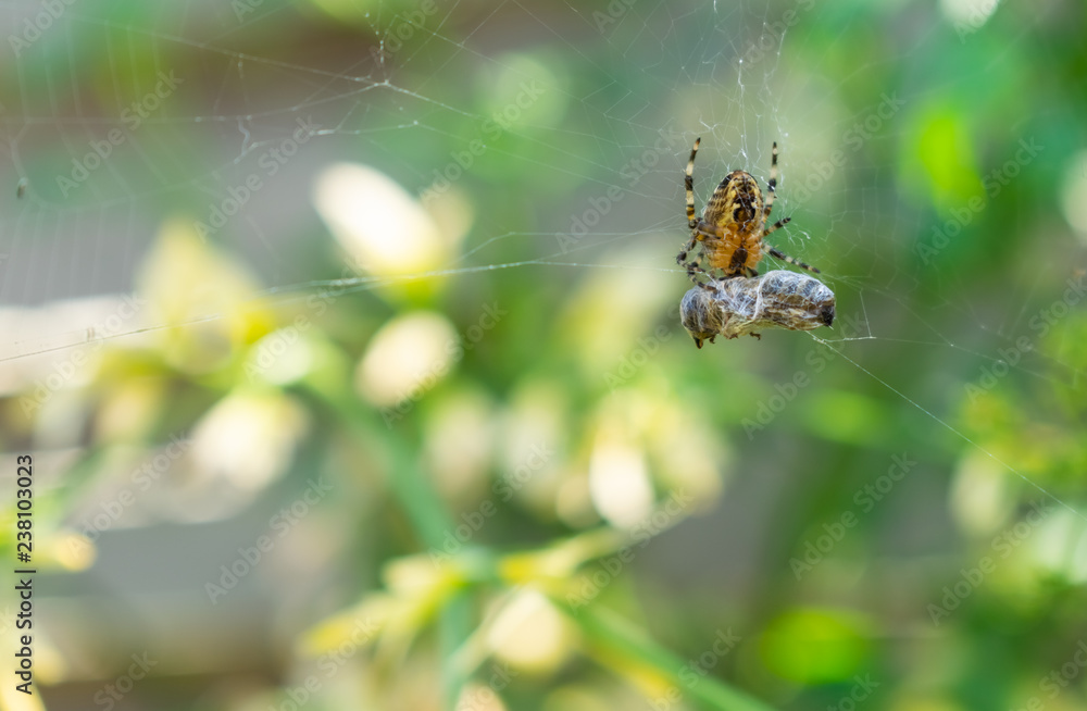Spider and his bee victim wrapped in a spiderweb.