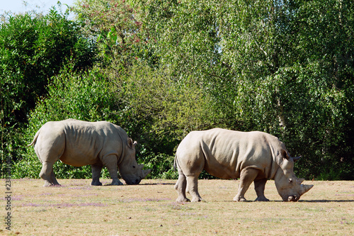 Couple de rhinocéros